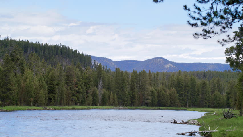 Tranquil river flows through the verdant landscape of Yellowstone National Park, with dense forests and distant mountains creating a peaceful, picturesque setting. Essence of unspoiled nature