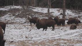 Herd Of Muskox Grazing During Winter in Quebec, Canada. - wide shot - Powered by Shutterstock - Get 15% off with code: PIKWIZARD15