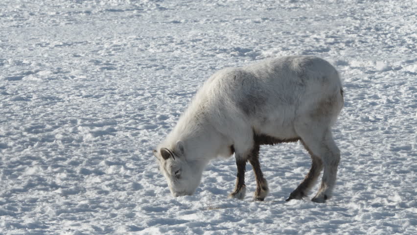 Female Thinhorn Sheep Grazing On Snow In Yukon, Canada. Dall Sheep Ewe. closeup, side view
