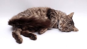 tabby cat lying down going to sleep on white background looking around