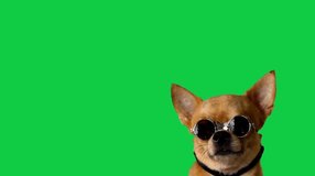 Brown breed dog on green screen isolated with sunglass.cute Dog sitting down and looking around