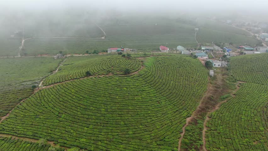 Immense tea hills submerged in mist in Moc Chau - Vietnam Royalty-Free Stock Footage #3450197897