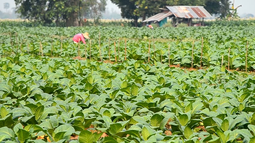 tobacco plant and farmer working in country farm