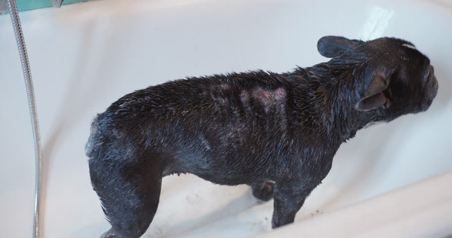 Wet French Bulldog With Bruises, Scabies Cleaned And Shivering In Bathtub. - close up shot Royalty-Free Stock Footage #3450225563