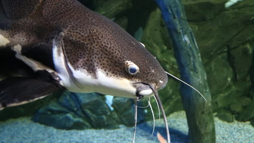 Red-tailed catfish (lat.Phractocephalus hemioliopterus) with long whiskers swims against the background of the seabed. Marine life, exotic fish, subtropics.