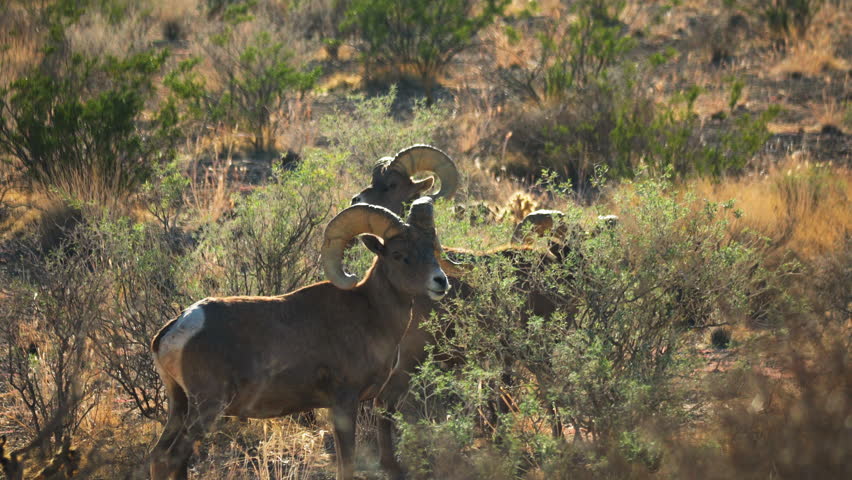 Bighorn sheep forage in the dry season in the mountain