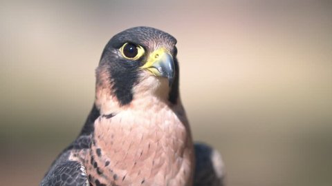 Portrait of African Peregrine falcon head and shoulders large DoF
