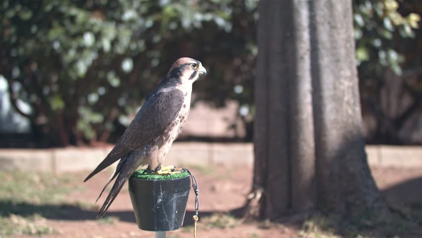 Lanner Falcon facing forward on its perch
