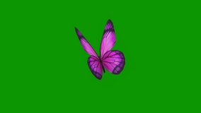 Butterfly Premium Quality animation green screen 4k, The video element of on a green screen background, Ultra High Definition, 4k video, on a green screen background.