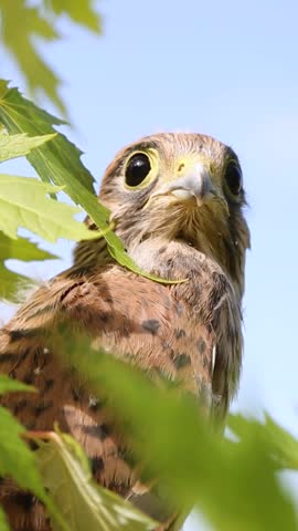 Portrait of a bird of prey against the sky. The falcon is sitting on a background of green leaves of trees. The muzzle of a kestrel. The eyes, the beak of a falcon. Common kestrel in the wild.