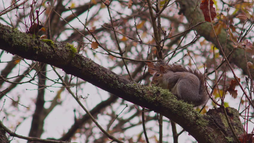 Wild grey squirrel sitting on tree branch 