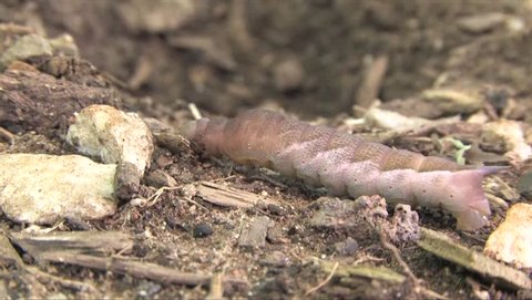 Azalea Sphinx caterpillar with horn crawls on the ground preparing to pupate.