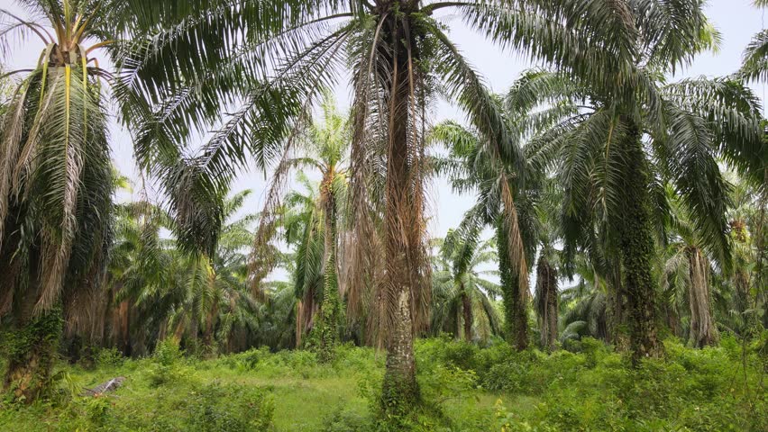 Explore the Vast Oil Palm Plantation in Stunning 4K Quality. Dive into the lush greenery of an expansive oil palm farm captured in mesmerizing detail. stretching as far as the eye can see. Royalty-Free Stock Footage #3450427507