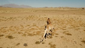 Herd of camels walk and eat grass in sandy desert on hot sunny day. Tracking shot. Aerial low drone clip. (4K)