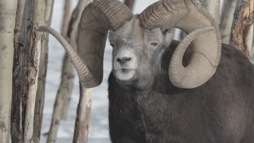 Closeup Of Bighorn Sheep Ram Looking Around In Yukon, Canada.
