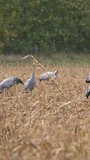 4K Vertical: European Wildlife -  Crane