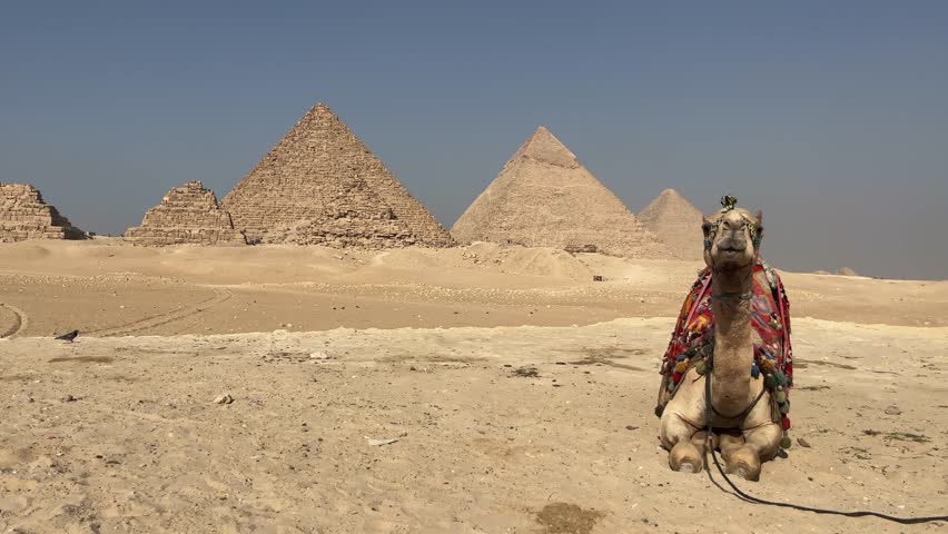 Camel sitting before the Great Pyramids of Giza on a sunny day, clear sky Royalty-Free Stock Footage #3450489907