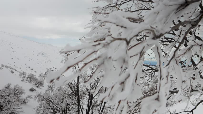 Close up of frozen snow on a tree branch on Mount Hermon (Jabal al-Shaykh) during winter in Israel