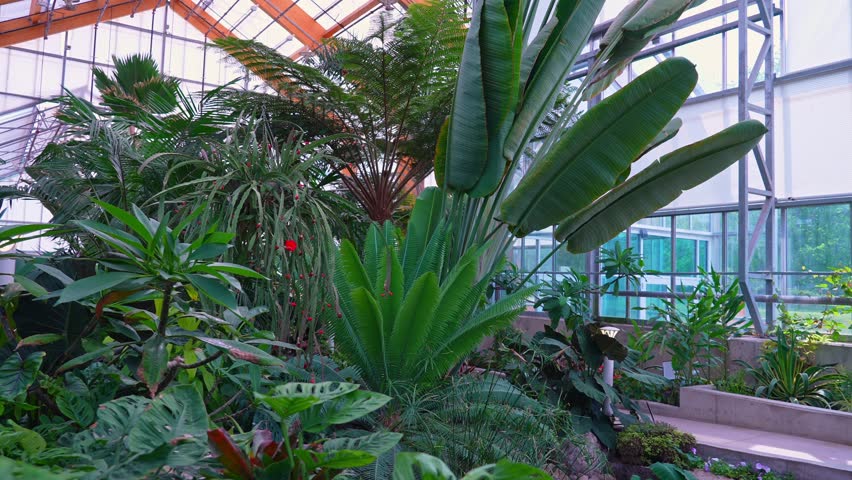 Artificial waterfall made in exotic jungle greenhouse rainforest. Public garden located in Gage Park Tropical Garden in Hamilton, Ontario. Popular spot for photography and enjoying jungle nature.