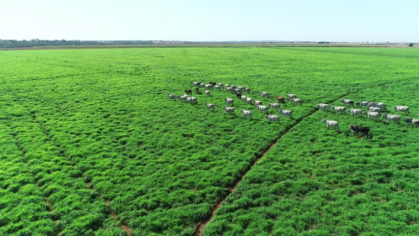 Cows Walking Through Lush Green Pasture, Drone Rotating Medium View, Nelore Cattle Royalty-Free Stock Footage #3450519379