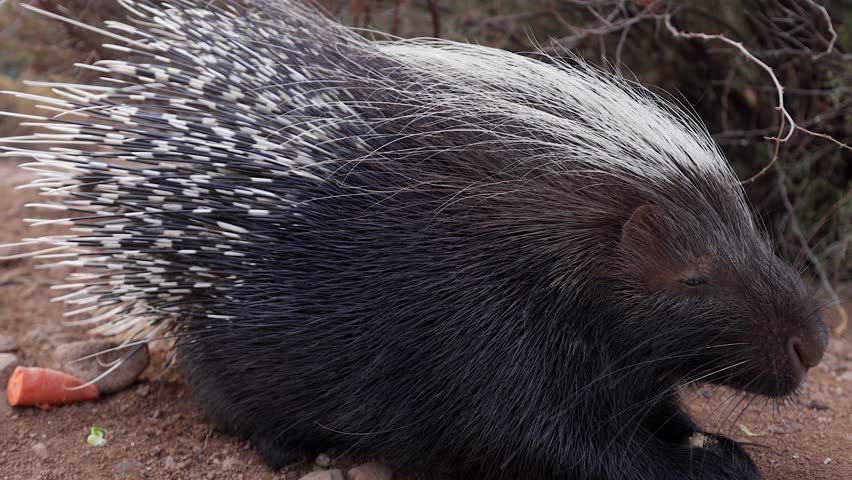 african porcupine eating food scaps closeup slomo