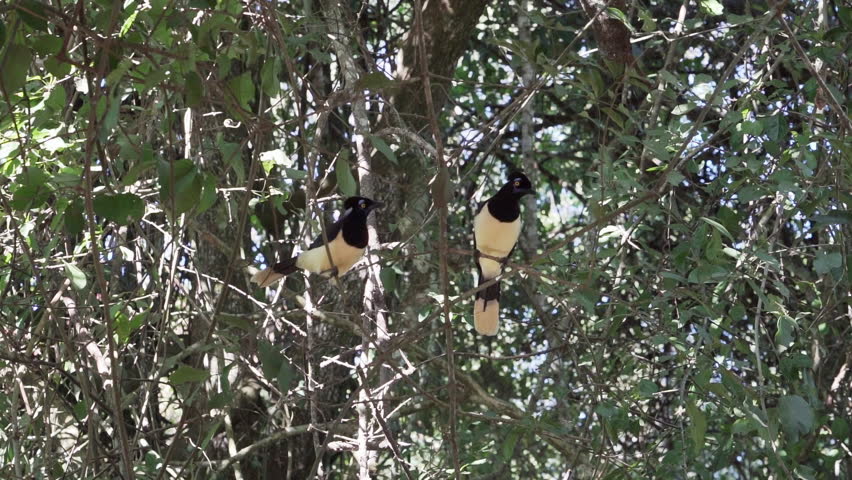 plush crested jay sitting in the dense vegetation of the rain forest around the iguazu waterfalls in Brazil.