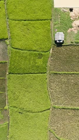Paddy fields and agricultural land in Camiguin Island. Philippines. Vertical video.