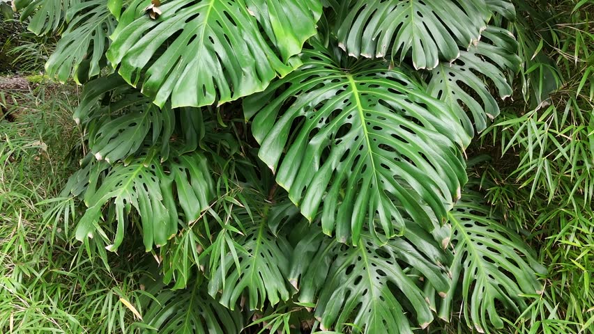 Monstera deliciosa is a species of flowering plant native to tropical forests of  Mexico and Panama. It is commonly known as  the Swiss cheese plant or split-leaf philodendron. Ascending view Royalty-Free Stock Footage #3450571547