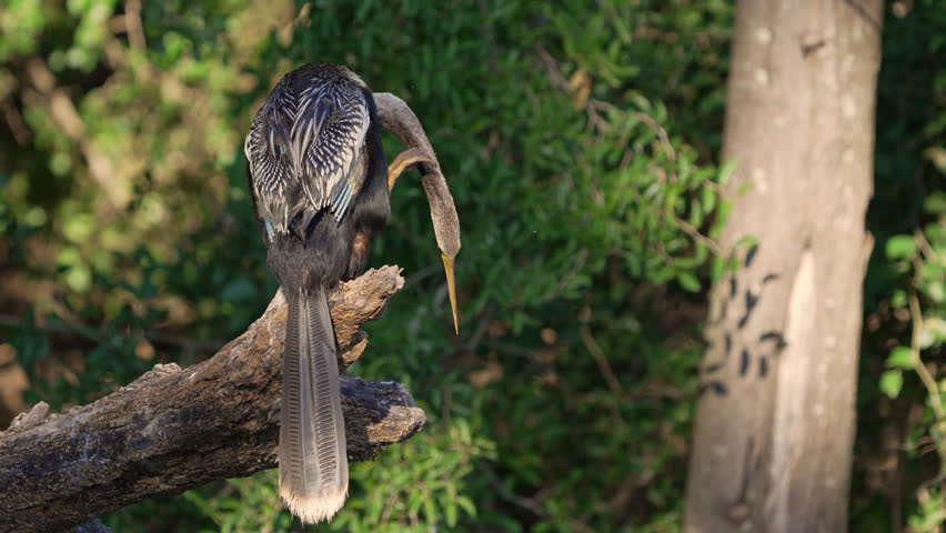 Anhinga perching on a tree while preening. natural evironment.