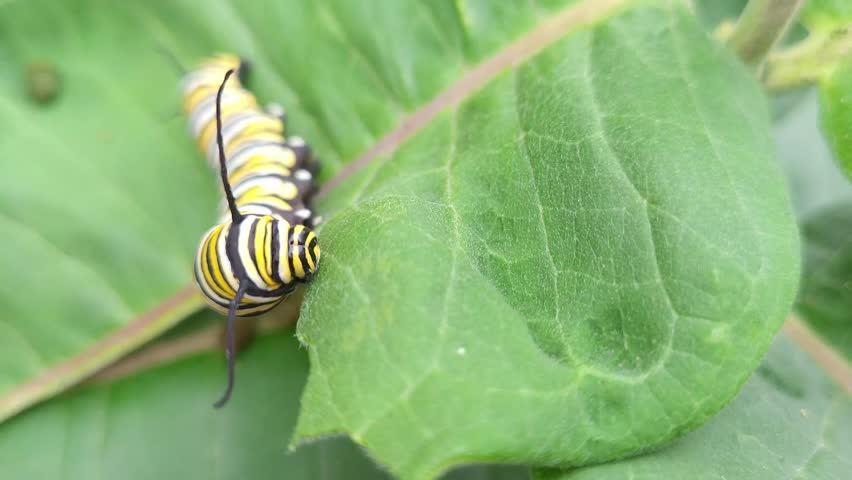 Monarch butterfly caterpillar eating milkweed, Northern Michigan, macro shot
