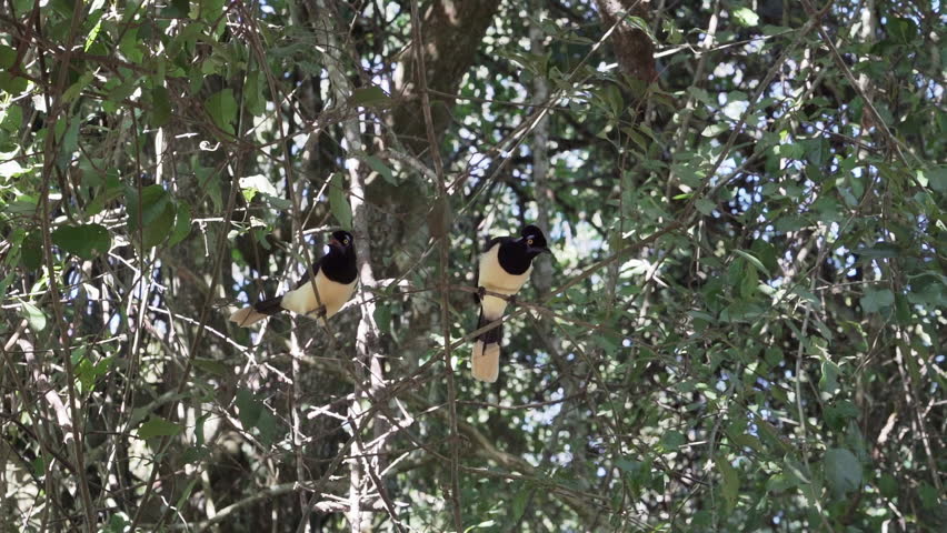 plush crested jay sitting in the dense vegetation of the rain forest around the iguazu waterfalls in Brazil.