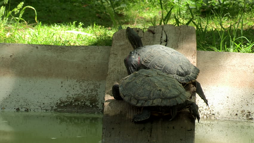 Two small black turtles on a board sticking out of the lake