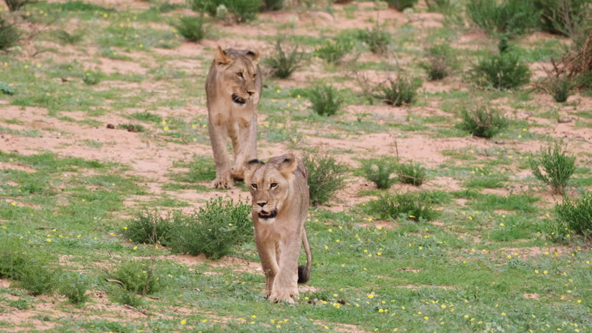 Female Lions Roaming On Grassland In Kruger National Park, South Africa. static shot Royalty-Free Stock Footage #3450657263