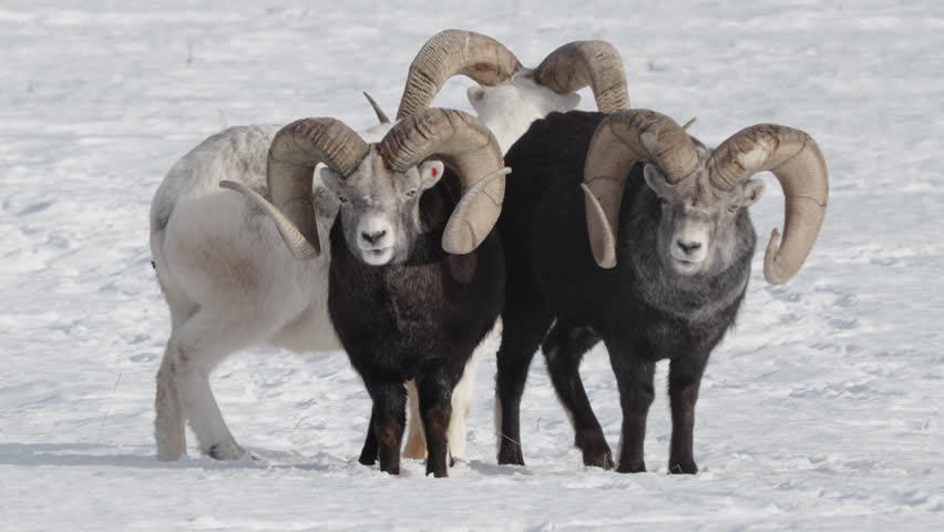 Herd Of Thinhorn Sheep Rams Standing On Snow In Yukon, Canada. wide shot