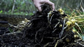 Great quality Footage of Seasonal Ginger Harvesting being cleaned off using a gardening tool