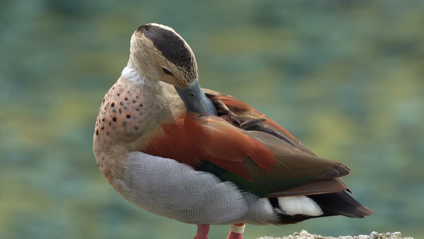 Male ringed teal, callonetta leucophrys standing on waterside, preening, grooming, cleaning, removing dirts, debris and parasites, gland oil to waterproof the feathers, close up shot of duck species.