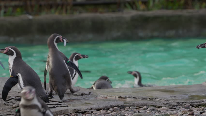 Close up of Humboldt penguin eating a fish surrounded by colony at the zoo before running into water