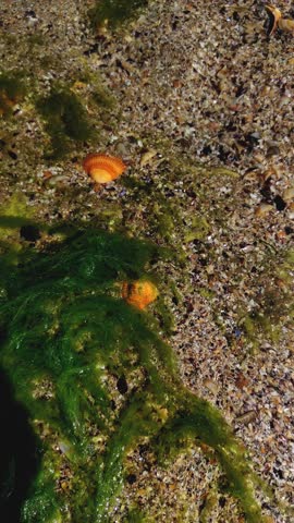 sand is visible under the water, shells and algae are moving