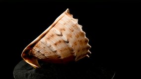 Cassis Cornuta shell on a black sand background 4K
