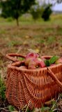 Apples in a Basket outdoor. Wooden basket with organic apples in the autumn apple rural garden.Harvesting