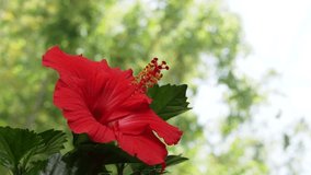 4K slow motion video of hibiscus in slow motion from top to bottom.