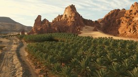 Oasis in desert with green palm trees, orange rocks and yellow sand on sunrise. Al Ula, Saudi Arabia - Aerial drone view. - Powered by Shutterstock - Get 15% off with code: PIKWIZARD15