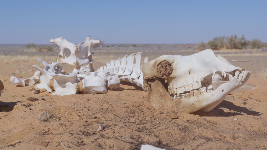 A dromedary skeleton in the desert of Mauritania