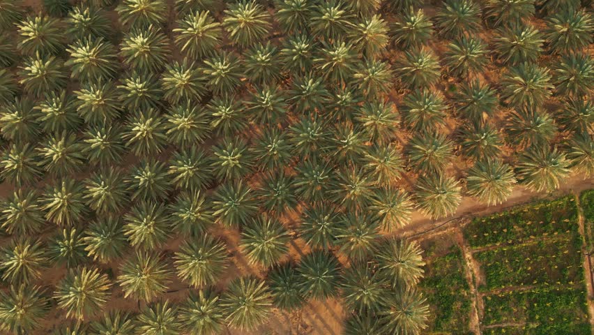 Palm tree plantation - aerial top down view. Background pattern of oil and coconut palms in oasis on sunny day. Saudi Arabia (4K).