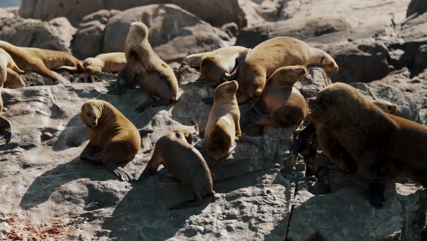 Fur Seal Colonies On The Islands In Beagle Channel Near Ushuaia In Tierra del Fuego, Argentina. Aerial Close-up Shot