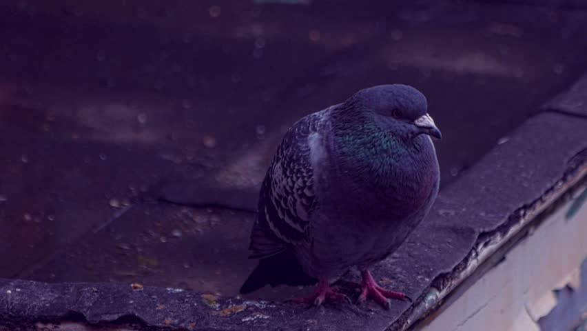 A wild pigeon actively turns its head and rests on a building on a cloudy day.