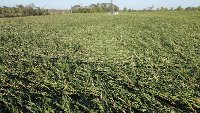 Damaged young tree forest by tornado storm in Michigan, USA