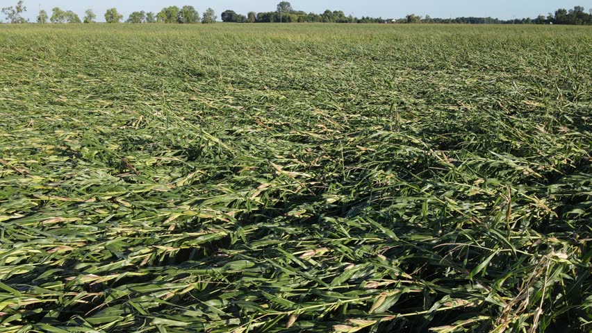 Corn field after powerful tornado storm in Michigan, aerial view