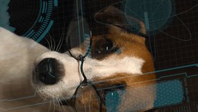 Dog jack russell terrier in eyeglasses looks at hud menu. Vertical video.