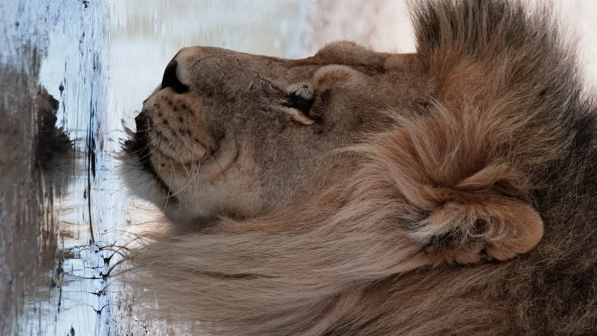Vertical Headshot Of A Male Lion Drinking Water From A Puddle.
